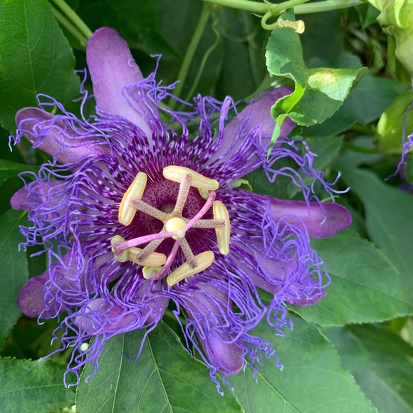 HAVE A BEAUTIFUL DAY💜🌸🌺🪻🌷💐🌼🪷🌹 - Picture 1 of 1